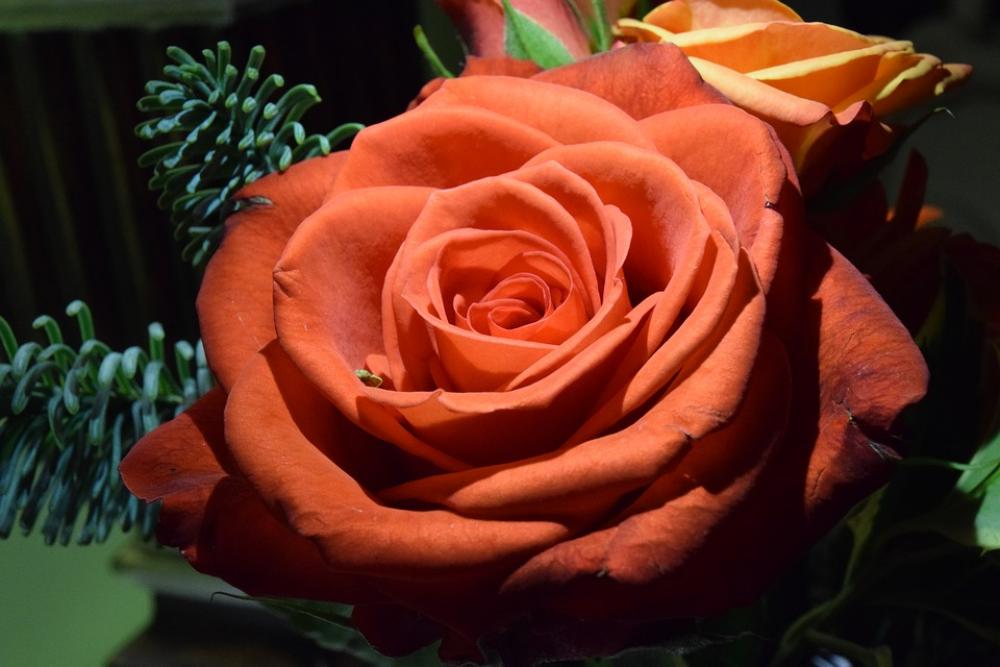 Rose Orange Rose Orange Romantic Colorful Petals Rose Orange Rose Orange Romantic Colorful Petals