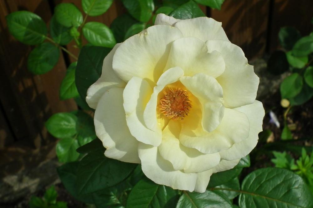 Rose Flower Nature Blossoming Beauty Summer Rose Flower Nature Blossoming Beauty Summer