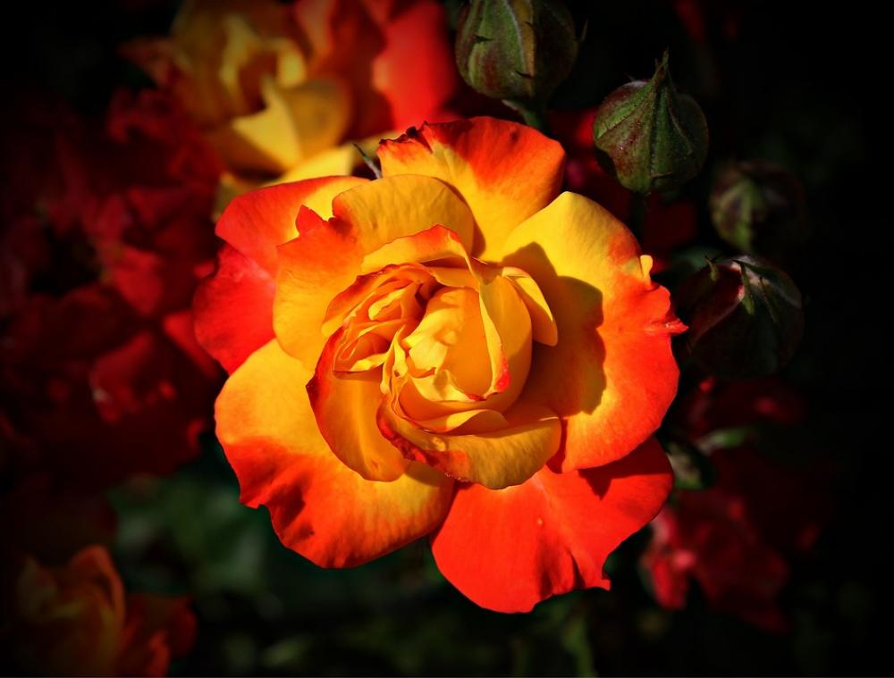 Rose Flower Blossom Bloom Yellow Red Tender Rose Flower Blossom Bloom Yellow Red Tender