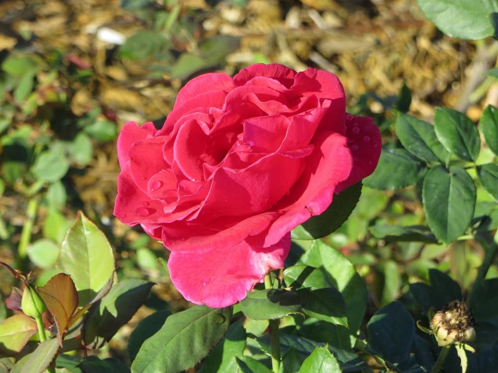 Rose Pink Garden Nature Bloom Floral Blossom Rose Pink Garden Nature Bloom Floral Blossom