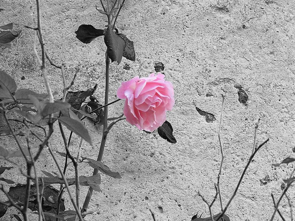 Rose Pink Black And White Flower Pink Roses Rose Pink Black And White Flower Pink Roses