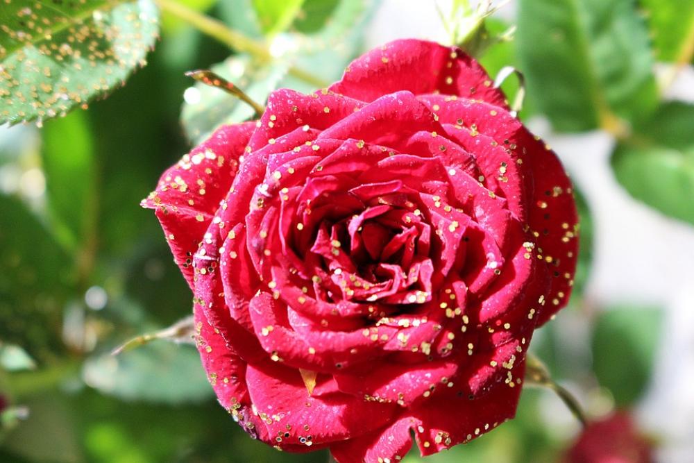 Rose Flower Blossom Bloom Red Rose Plant Rose Flower Blossom Bloom Red Rose Plant
