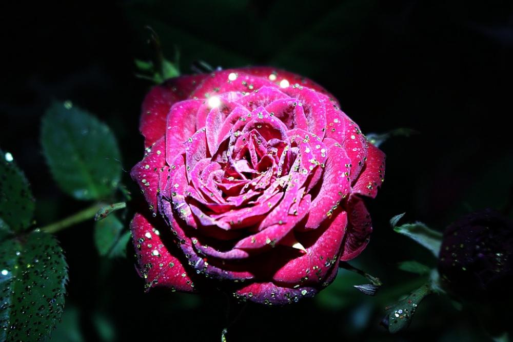 Rose Red Rose Rose Bloom Plant Rose Red Rose Rose Bloom Plant
