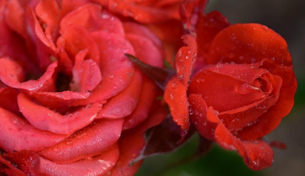 Rose Pink Red Plant Green Nature Leaves Natural Rose Pink Red Plant Green Nature Leaves Natural