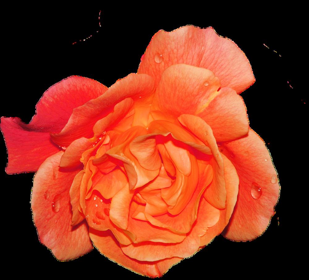 Rose Blossom Bloom Flower Rose Bloom Plant Rose Blossom Bloom Flower Rose Bloom Plant