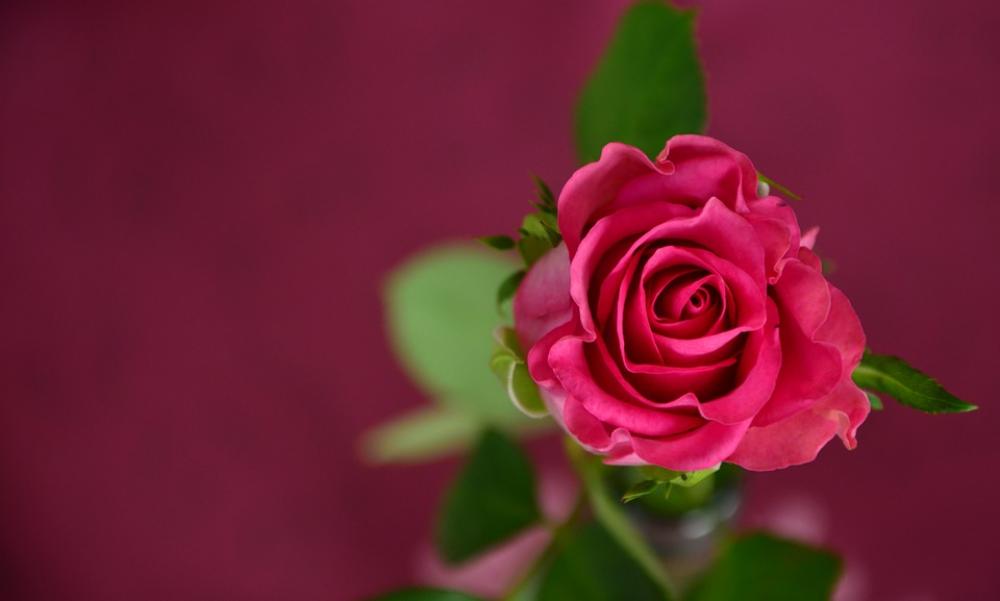 Rose Pink Love Rose Bloom Flower Romantic Blossom Rose Pink Love Rose Bloom Flower Romantic Blossom