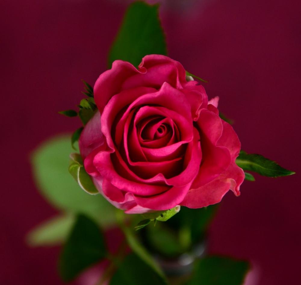 Rose Pink Blossom Bloom Flowers Rose Bloom Rose Pink Blossom Bloom Flowers Rose Bloom
