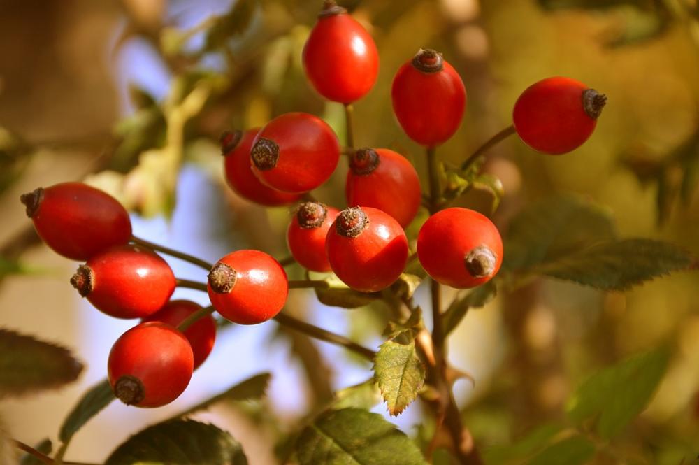 Rose Hip Wild Rose Fruits Roses Nature Autumn Red Rose Hip Wild Rose Fruits Roses Nature Autumn Red