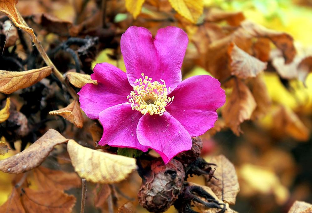 Rose Hip Autumn Nature Roses Flora Garden Rose Hip Autumn Nature Roses Flora Garden