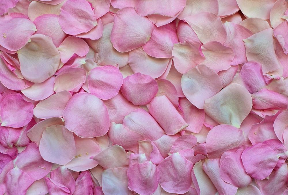 Rose Petals Pink Background Love Valentine'S Day Rose Petals Pink Background Love Valentine'S Day