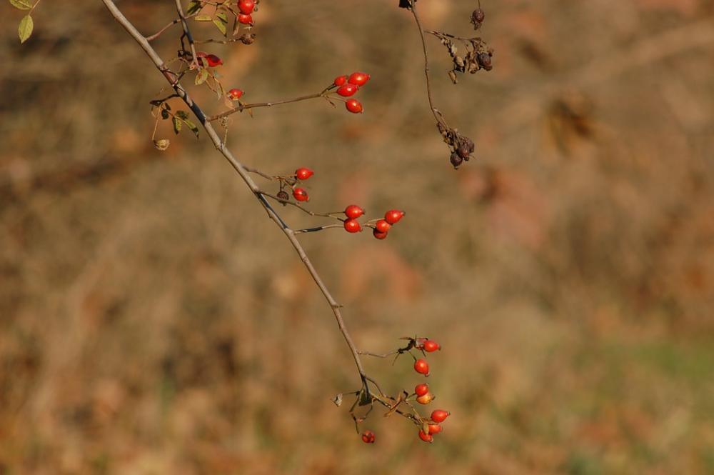 Rosehip Berry Forest Nature Rosehip Berry Forest Nature