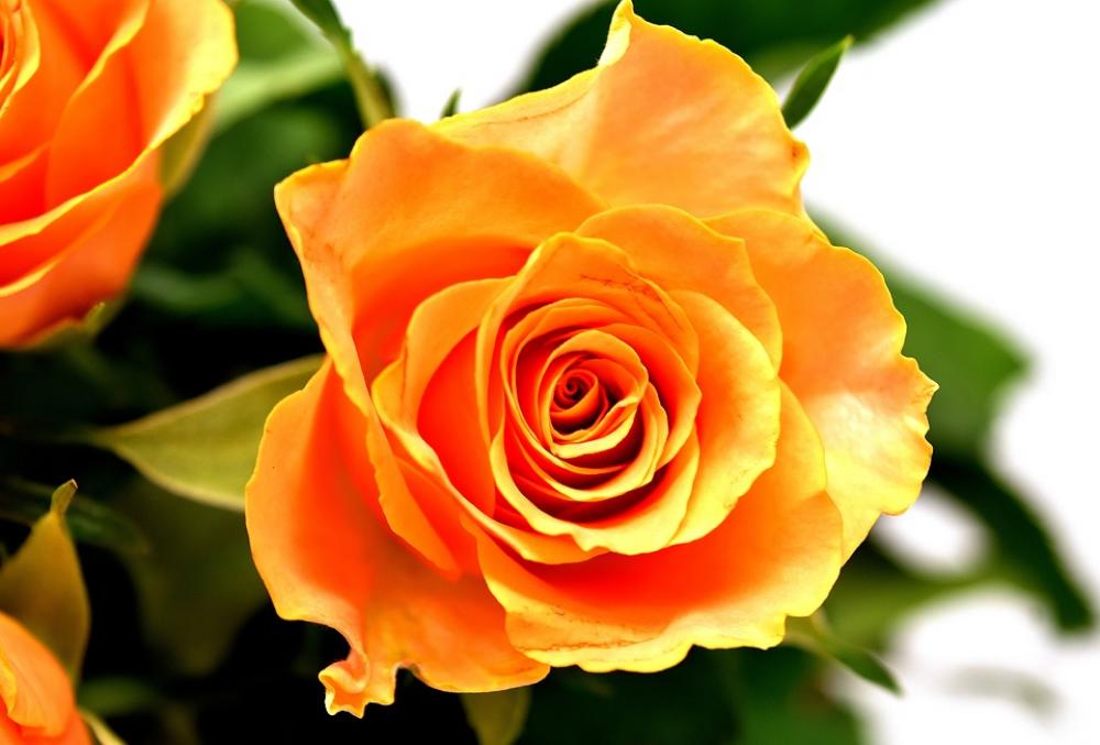 Roses Flowers Blossom Bloom Nature Rose Blooms Roses Flowers Blossom Bloom Nature Rose Blooms
