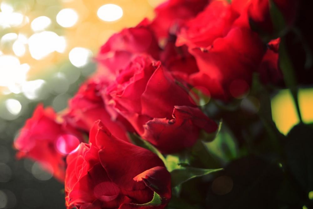 Roses Flowers Romance Birthday Bouquet Magical Roses Flowers Romance Birthday Bouquet Magical