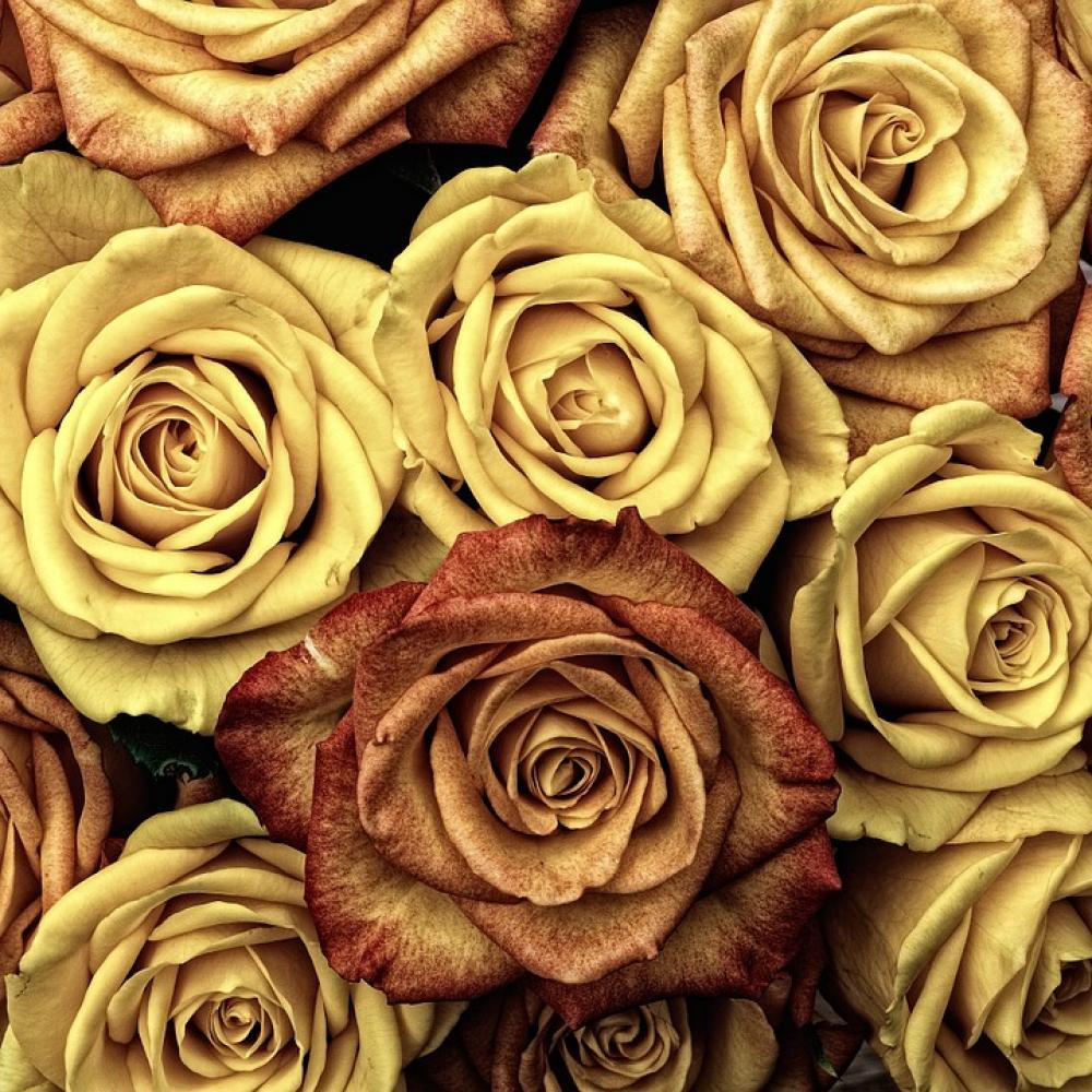 Roses Flowers Love Red Plant Valentine'S Day Roses Flowers Love Red Plant Valentine'S Day