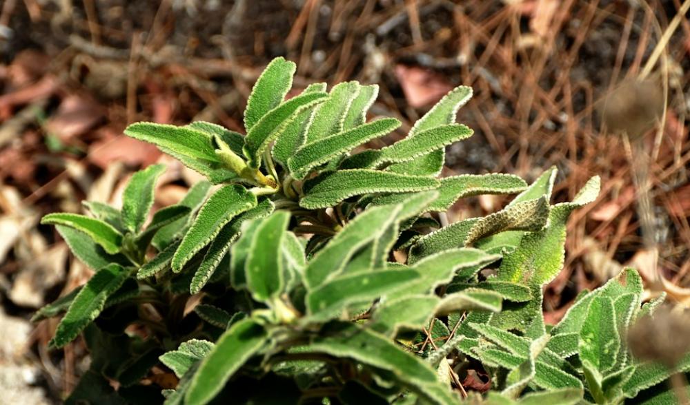 Sage Herbs Wild Herbs Mediterranean Spice Sage Herbs Wild Herbs Mediterranean Spice