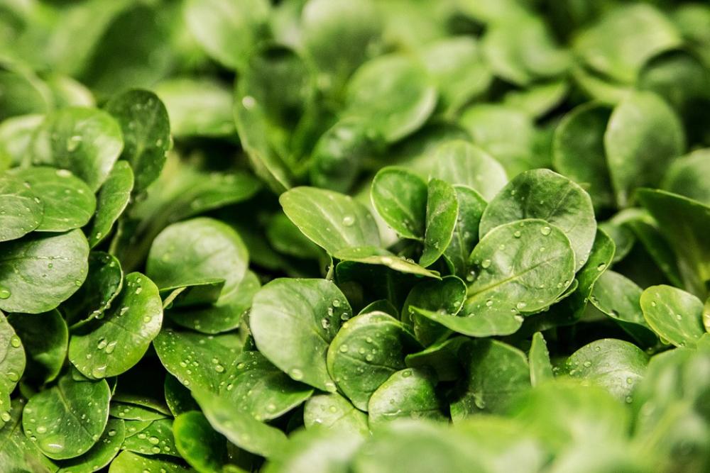 Salad Lamb'S Lettuce Lettuce Leaves Green Fresh Salad Lamb'S Lettuce Lettuce Leaves Green Fresh