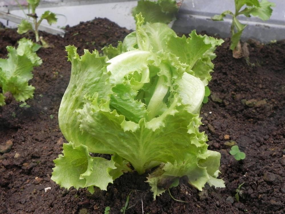Salad Earth Plant Salad Earth Plant