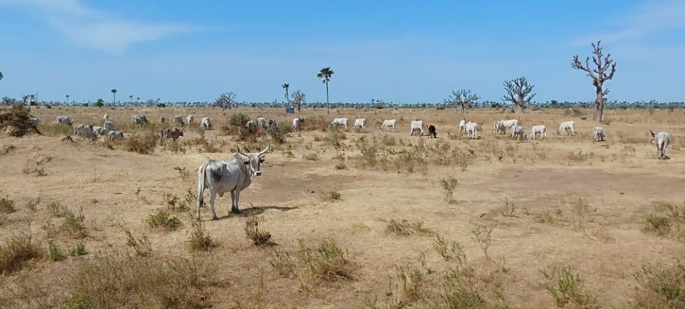 Savannah Herd Zebu Africa Senegal Desert Safari Savannah Herd Zebu Africa Senegal Desert Safari