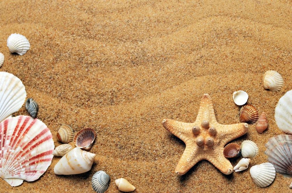 Sea Sand Coast Beach Seashells Vacation Nature Sea Sand Coast Beach Seashells Vacation Nature