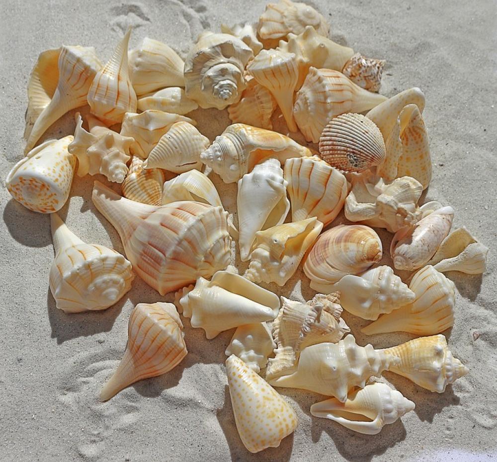 Sea Shells Sea Beach Sand Nature Summer Sea Shells Sea Beach Sand Nature Summer