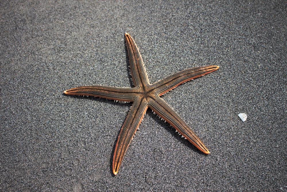 Sea Star Beach Marine Fauna Star Sea Star Beach Marine Fauna Star