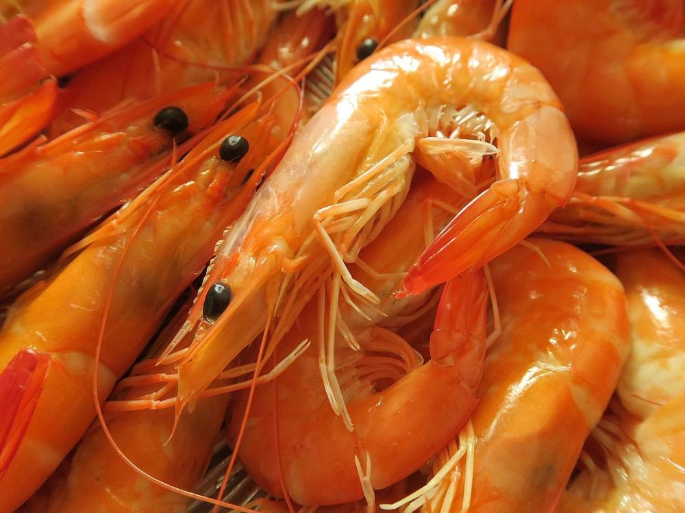 Seafood Shrimp Foodie Seafood Shrimp Foodie