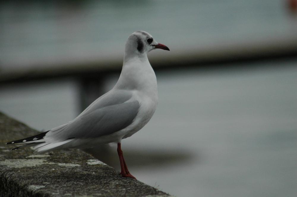Seagull Birds Lake Léman Fly Bread Feed Seagull Birds Lake Léman Fly Bread Feed
