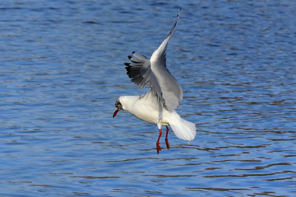 Seagull Gull Bird Sea Bird Animal Flight Hover Seagull Gull Bird Sea Bird Animal Flight Hover