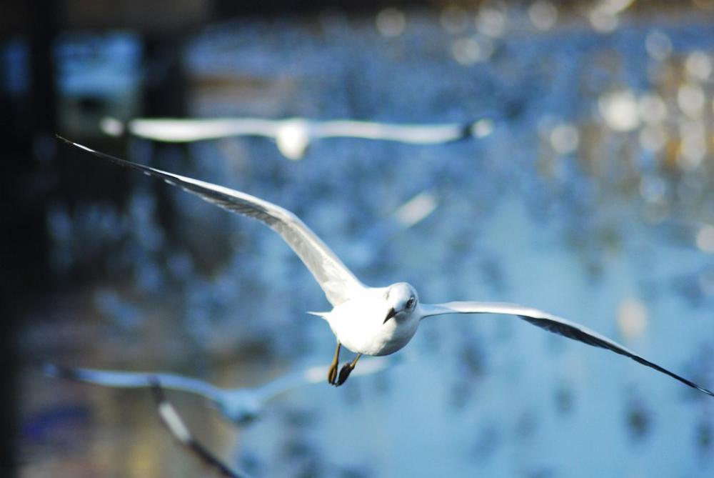 Seagull Bird Sea Nature Animal Fly Seagull Bird Sea Nature Animal Fly