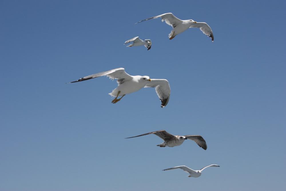 Seagull Sky Bird Freedom Flying White High Ocean Seagull Sky Bird Freedom Flying White High Ocean