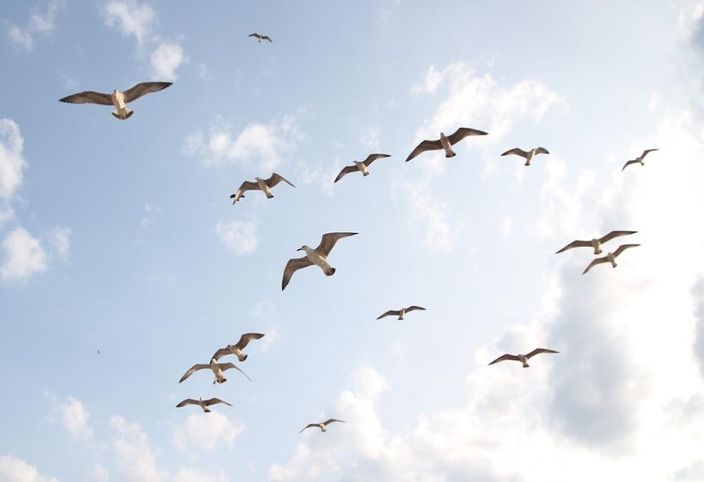 Seagulls Flight Birds Sky Freedom Nature Wings | Image Finder