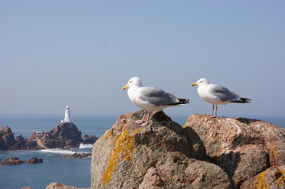 Seagulls Rocks Birds Seagulls Rocks Birds