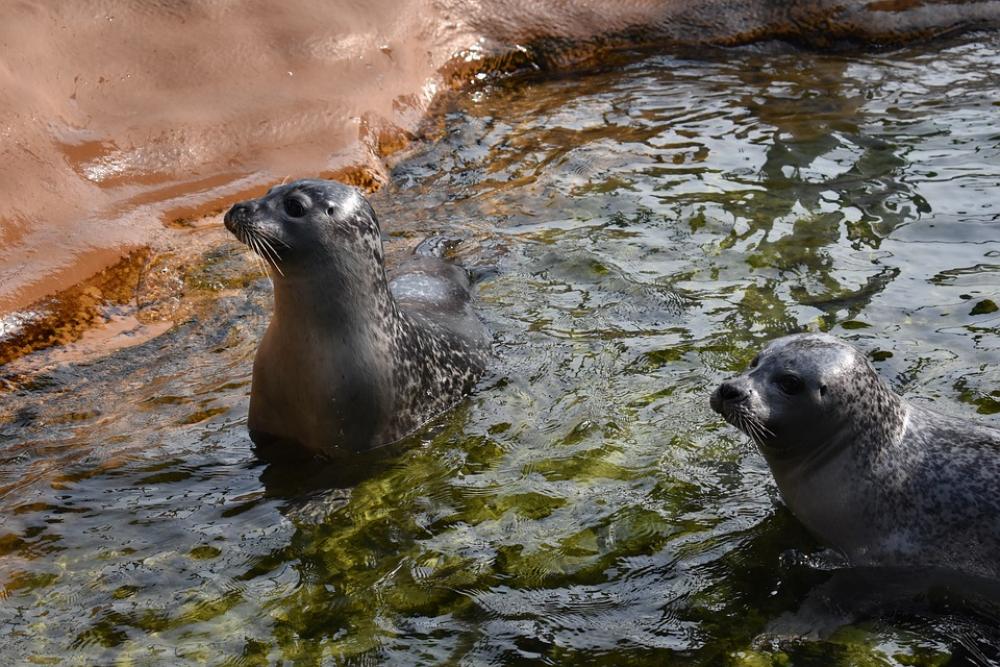 Seal Zoo Water Animal Seal Zoo Water Animal