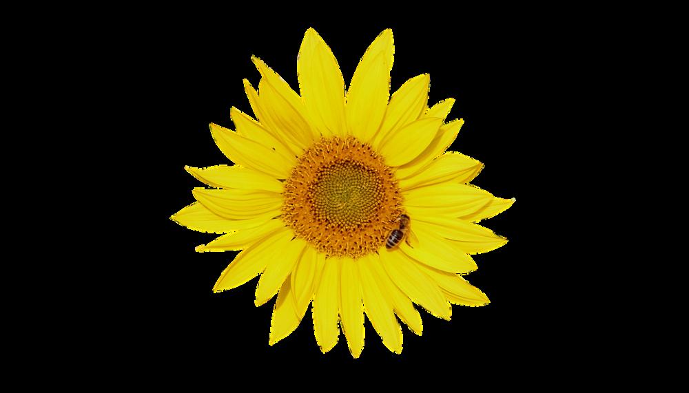 Section Cut Out Isolated Sunflower Flower Yellow Section Cut Out Isolated Sunflower Flower Yellow
