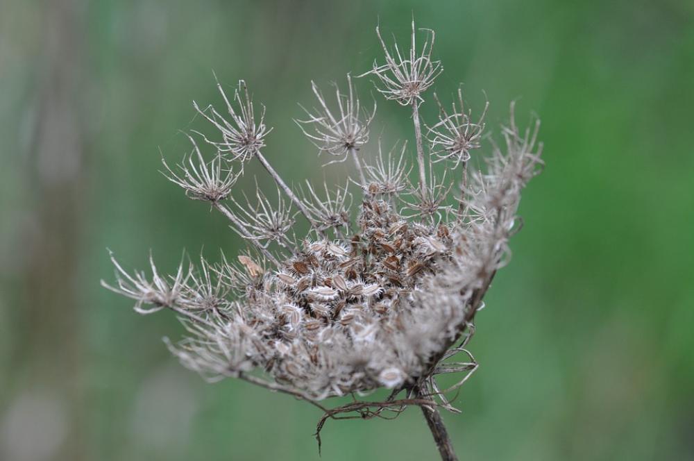 Seed Overblown Nature Spread Outdoor Seed Overblown Nature Spread Outdoor