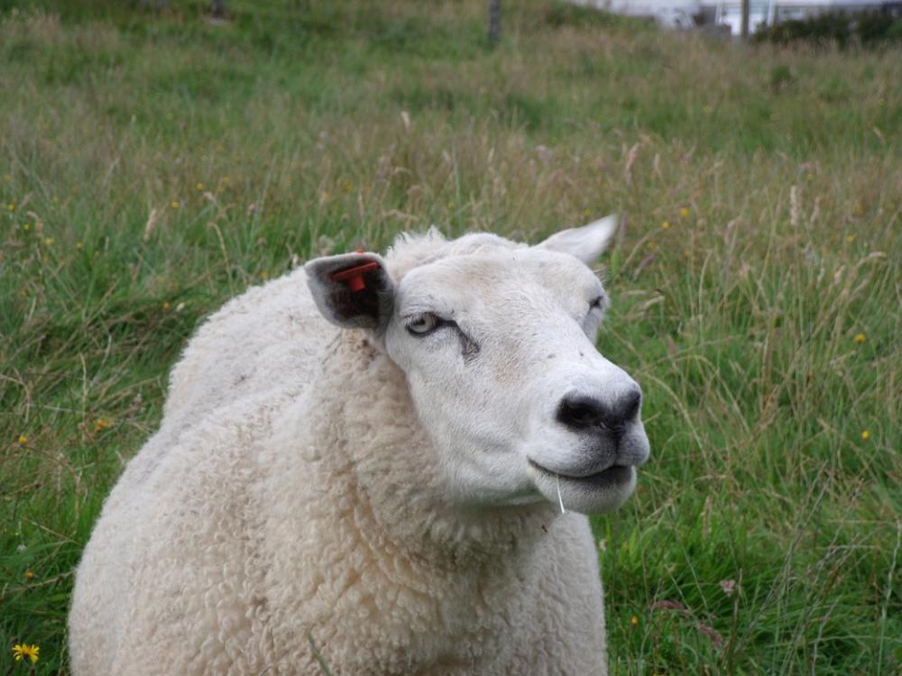 Sheep Norway Prato Sheep Norway Prato