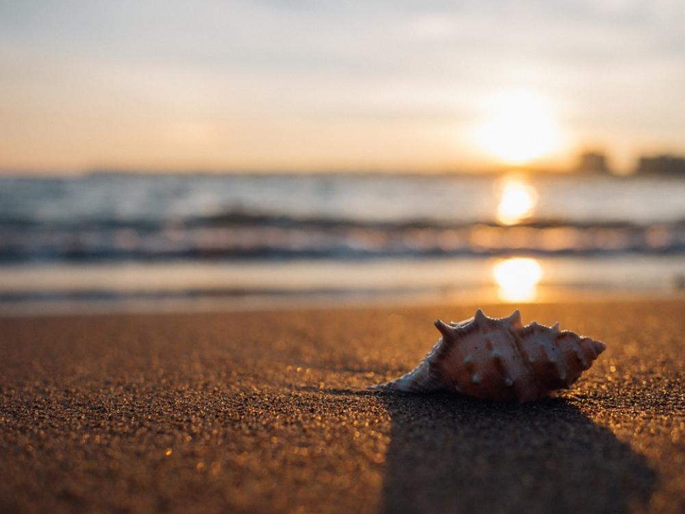 Shell Beach Seaside And Sea Shell Summer Vacation Shell Beach Seaside And Sea Shell Summer Vacation