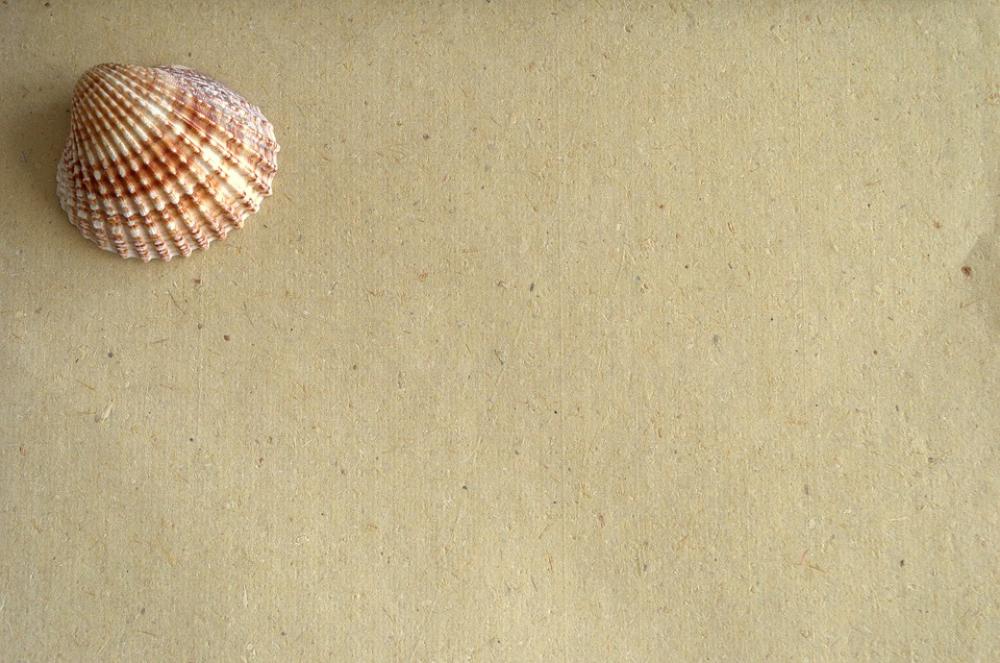 Shell Paper Message Background Write Communication Shell Paper Message Background Write Communication