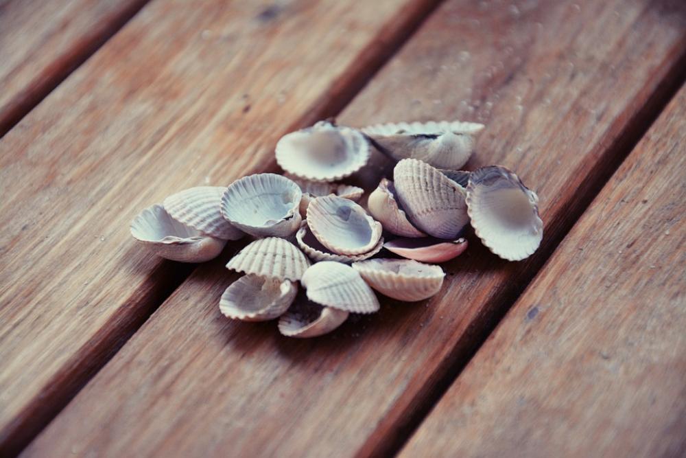Shells Closeup Nature Crustaceans Shells Closeup Nature Crustaceans