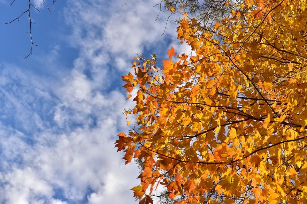 Sky Cloud Clouds Tree Autumn Nature Fall Leaves Sky Cloud Clouds Tree Autumn Nature Fall Leaves