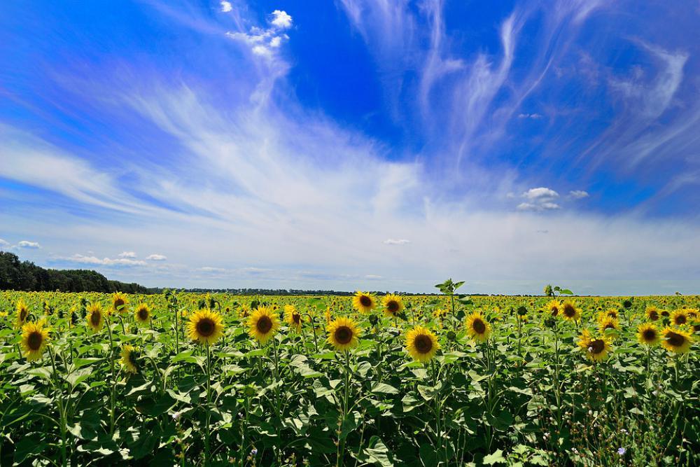 Sky Summer Clouds Landscape Weather Nature Blue Sky Summer Clouds Landscape Weather Nature Blue
