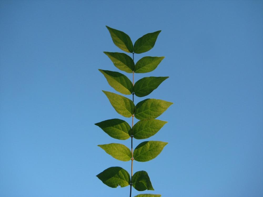 Sky Leaves Tree Plant Outdoors Foliage Park Sky Leaves Tree Plant Outdoors Foliage Park