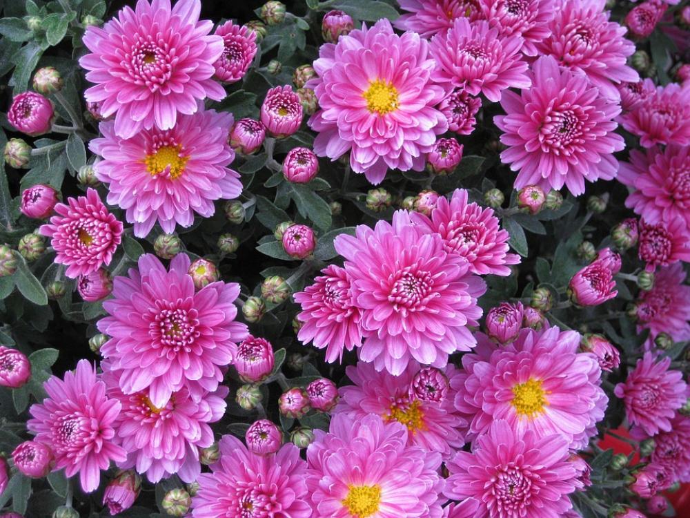 Smooth Leaf Aster Aster Chrysanthemum Flower Pink Smooth Leaf Aster Aster Chrysanthemum Flower Pink