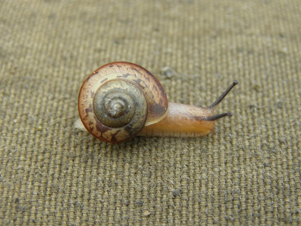 Snail Summer Nature Biology Macro Snail Summer Nature Biology Macro