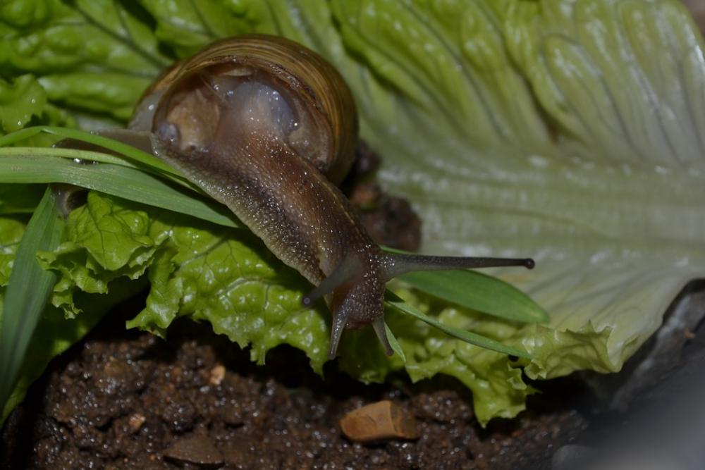 Snail Lettuce Animal Snail Lettuce Animal