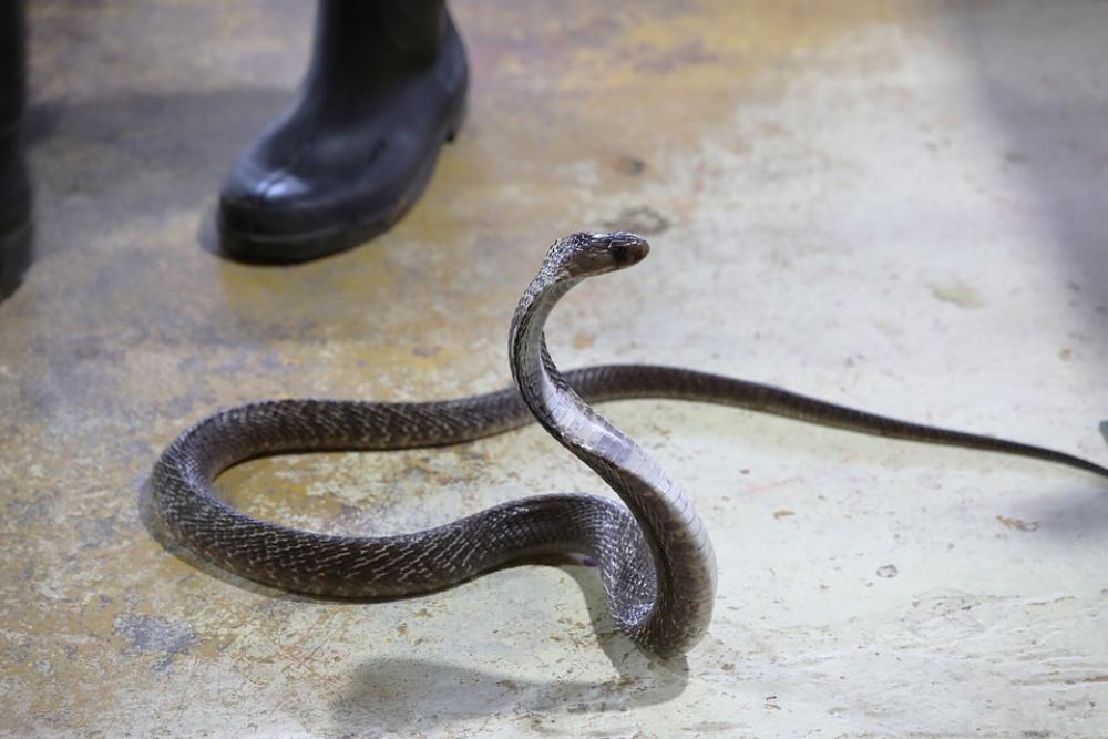 Snake Cobra Dangerous Poison Snake Cobra Dangerous Poison
