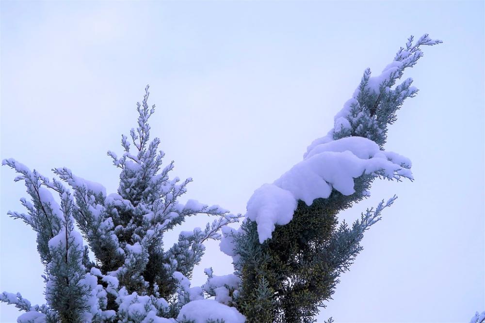 Snow Winter Tree Pine Cold Nature Mountains Snow Winter Tree Pine Cold Nature Mountains