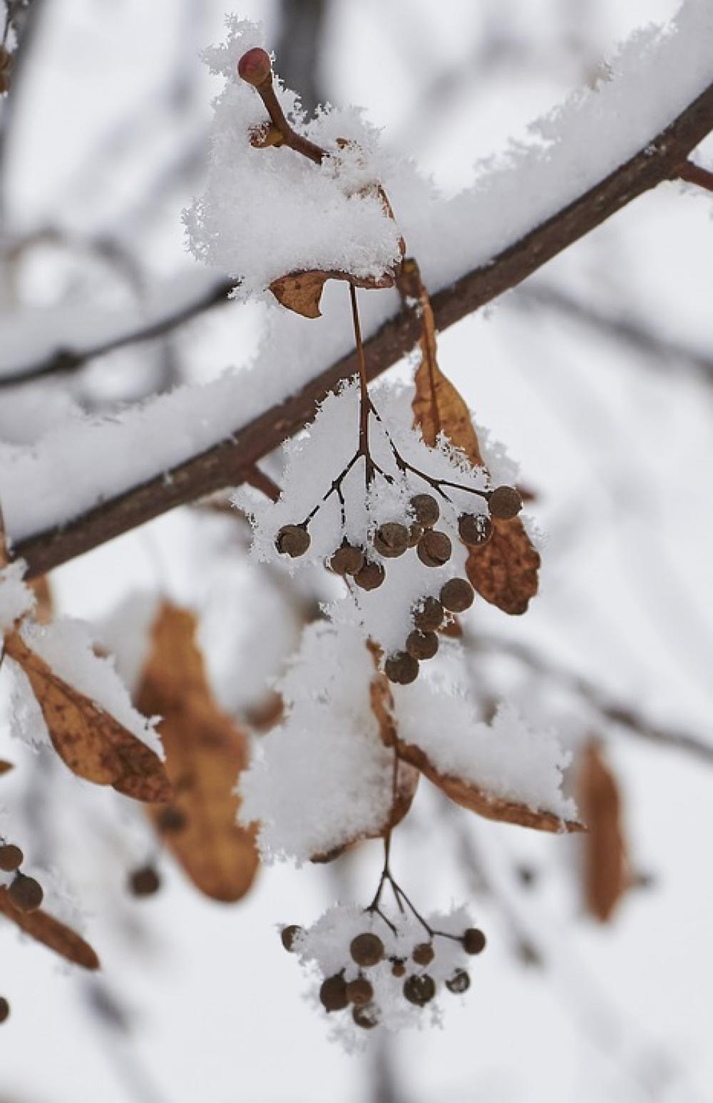 Snow Snowflake Berry Snowflakes Winter Cold Snow Snowflake Berry Snowflakes Winter Cold