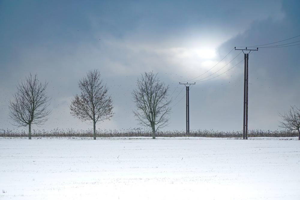 Snow Trees Winter Landscape Cold White Scenic Snow Trees Winter Landscape Cold White Scenic