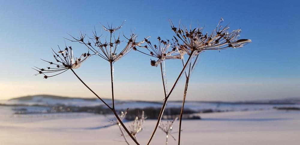 Snow Flower Winter Plant Cold Close Up Frost Snow Flower Winter Plant Cold Close Up Frost